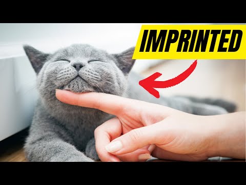 5 Subtle Signs Your Cat Has Imprinted On You