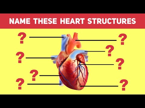 Anatomy of the Heart: Name the Ventricles, Atria, & Blood Supply - Human Anatomy