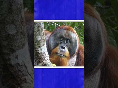 Self-medicating orangutan #shorts #orangutan #amazinganimals #wildlife