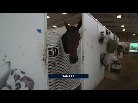 Beholder's Daughter Tamara Returns to the Races