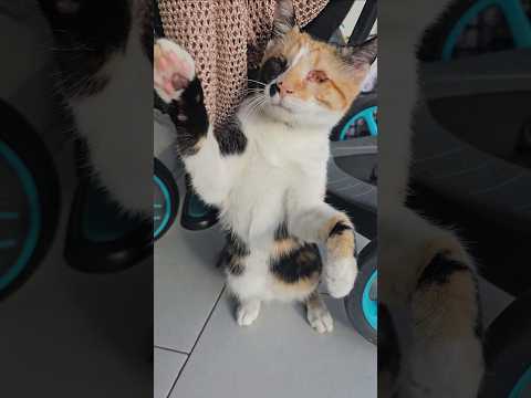 Can a blind kitten win the title of the naughtiest in the world?