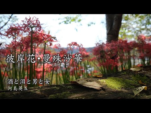 【日曜深夜名曲 vol.327】 彼岸花 (栃木県茂木町) ※2021年撮影 | 酒と泪と男と女 (河島英五)