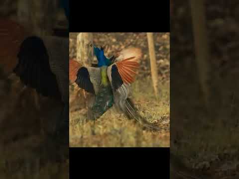 Peacock Battle #peacock