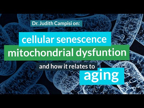 Judith Campisi, Ph.D. on Cellular Senescence, Mitochondrial Dysfunction, Cancer & Aging