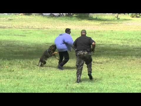 VIPD K9 Demostration