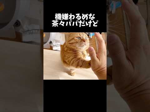 不機嫌でもお手とハイタッチを決めるパパ猫 #マンチカン #shorts