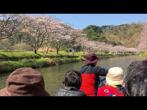 那賀川花見舟体験