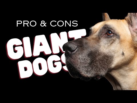 Pros And Cons of Owning a Giant Breed Dog - Dogs 101