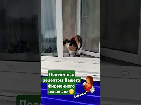 Шашлыки #забавныеживотные #любимыепитомцы #котики  #позитив