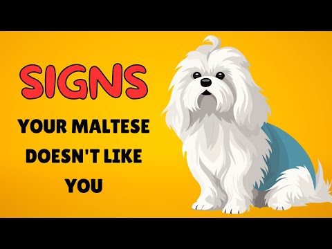 7 Signs Your Maltese Dog Doesn’t Love You (Even if You Think They Do)