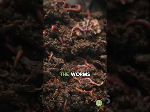 Why I always add food scraps to my garden #vermicomposting