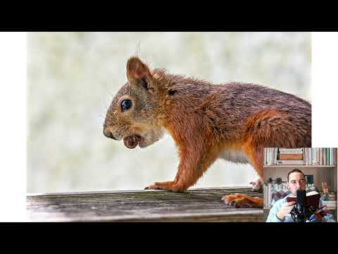 Squirrel. Pros and Cons, Price, How to choose, Facts, Care, History