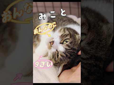 【譲渡動物紹介】みこと01 #shorts #cat #猫 #保護猫 #猫好きさんと繋がりたい #動物保護施設