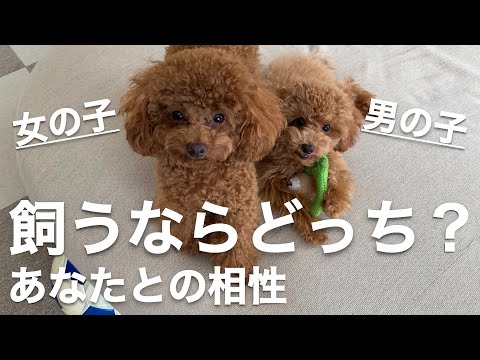 【The character of the toy poodle】If you have a toy poodle, is it a boy or a girl?