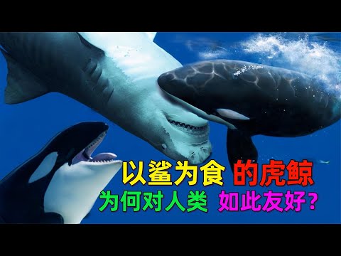 海洋中的霸主，轻松虐杀大白鲨的虎鲸，为什么对人类如此友好？#动物世界 #自然传奇 #大自然 #動物 #動物故事 #野生動物 #動物反殺 #万物有光