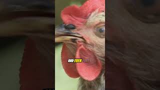 Crack the Code: Fascinating Chicken Facts You Never Knew!