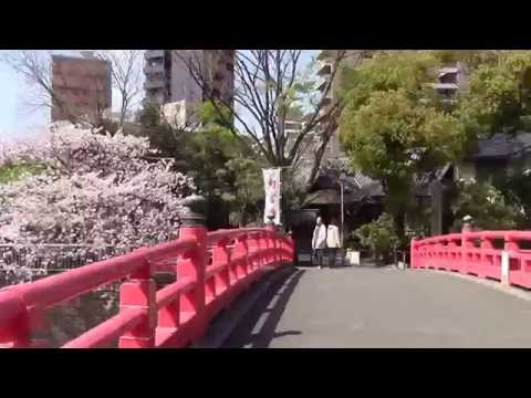 桜 東京都内有数の花見の名所　旧東海道品川宿 荏原神社 目黒川