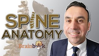 Spine anatomy - learn from a NEUROSURGEON!