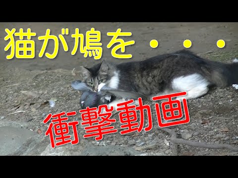 【閲覧注意】猫が鳩を仕留めた瞬間 Cat Hunting Pigeon