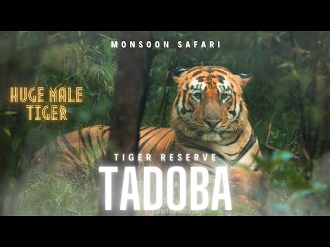 Tadoba - Andhari Tiger Reserve | We saw the Huge Male Tiger | Monsoon Safari