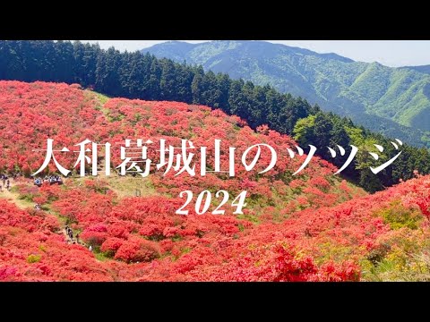 【犬連れ登山】ツツジ満開✨ピークの葛城山はこんな感じ😆💕水越峠から最短ルートで賑わう山頂へ🐶