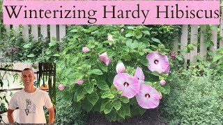 HARDY HIBISCUS WINTER CARE