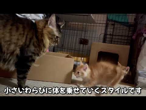 子猫のひとり遊びとお姉ちゃんのスパルタ教育