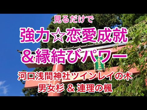 【河口浅間神社】強力☆恋愛成就＆縁結びパワー★ツインレイの木 〜見るだけで幸運と奇跡を引き寄せます