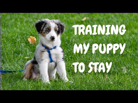 Training My Puppy To Stay