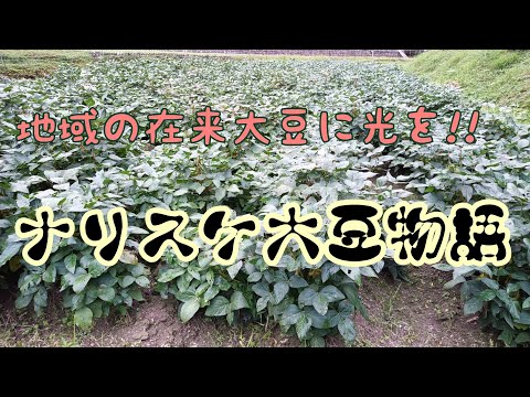 【在来野菜復活】ナリスケ大豆の生育調査隊がゆく