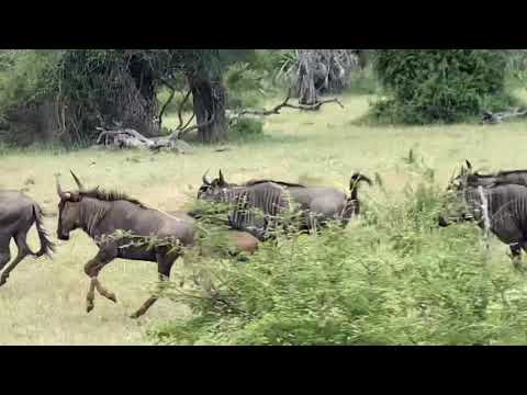 Running Wilderbeest on safari in Kruger National Park