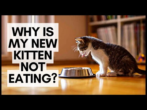 Why Is My New Kitten Not Eating?