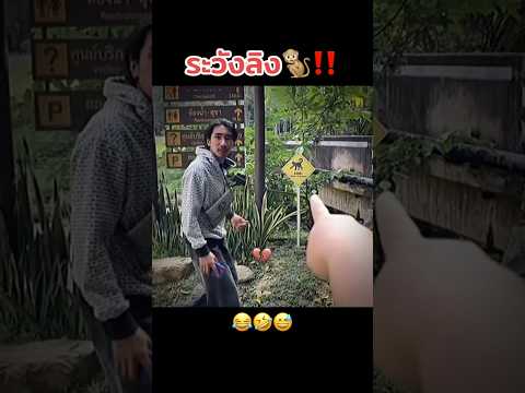 ระวังลิง🐒‼️🤣 #คนไทยเป็นคนตลก #ฝากติดตาม #มิสเตอร์แมน #funny #funnyvideo #haha #เอ็นจอยคับผม