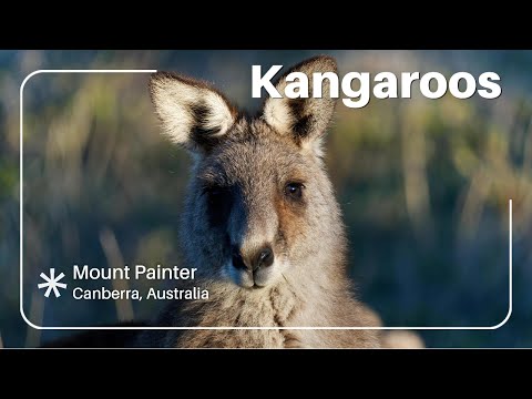 Spotting Kangaroos at Mount Painter, Canberra | Australia