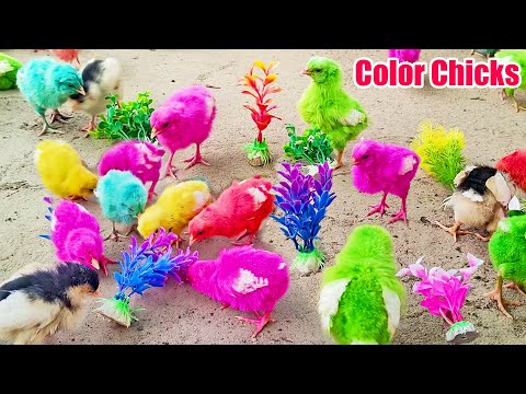 CUTE Hen Baby Chicks Vs MURGI Chicks Swimming Pools Bathing Decolarization FRACAS | FishCutting