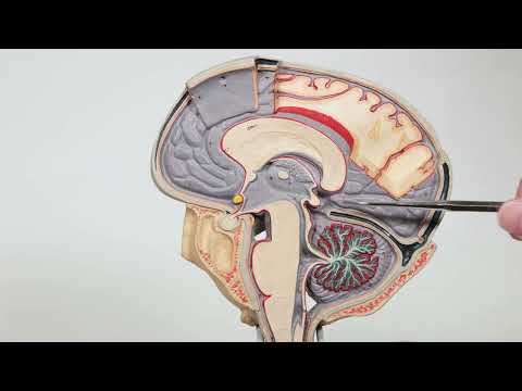 Brain Sagittal View Model