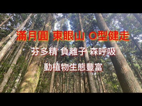 滿月圓 東眼山 健走 O型一圈 東滿步道 東眼山林道 親子峰 國家級 五星級 中低海拔 動植物生態豐富 杉木林 藍腹鷴 爬山健行 郊山 中級山 夾腳拖