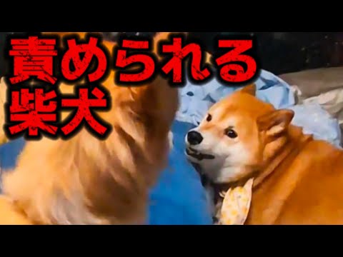 約束をやぶってコーギーに責められる柴犬【飢えと怒り】