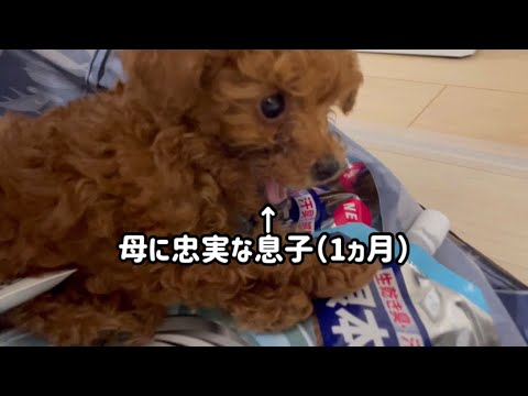 生後1ヵ月赤ちゃんプードルの育て方【テテくん成長記録】