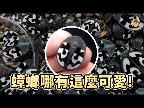 【曬寵物】我的小強滿出來啦，打造蟑螂樂園？