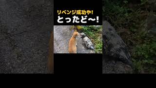 A cat living in a mountain village in Japan. #shorts #longshorts