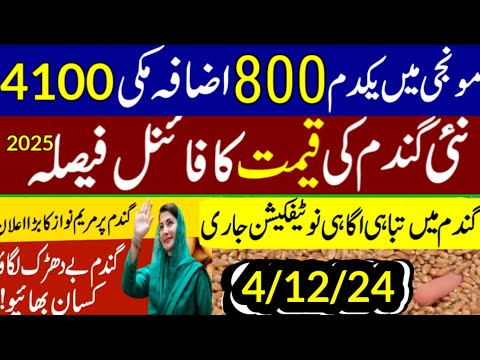 munji kaynat 1121rate 2024/munji 1509 new rate/today gundam rate/مونجی کا ریٹ کائنات گندم ریٹ 2025