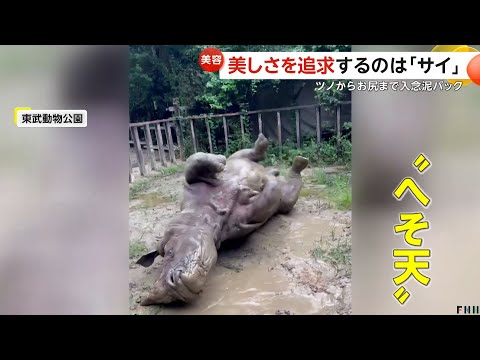 美を追求するサイ登場？水たまりで全身泥パックのワケ　東武動物公園