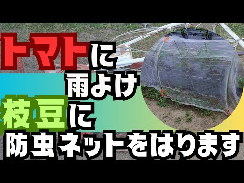 【トマト】に雨よけ、【枝豆】に防虫ネットを張ります😁