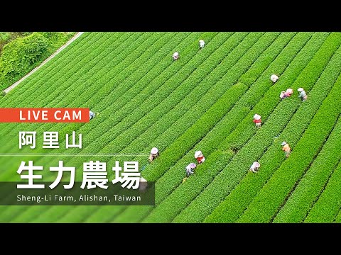 Live cam-Alishan【阿里山美景直播】-生力農場 Sheng-Li Farm