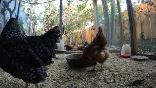 Backyard Chickens Chicken Coop Continuous Video Sounds Noises Hens Clucking Roosters Crowing!