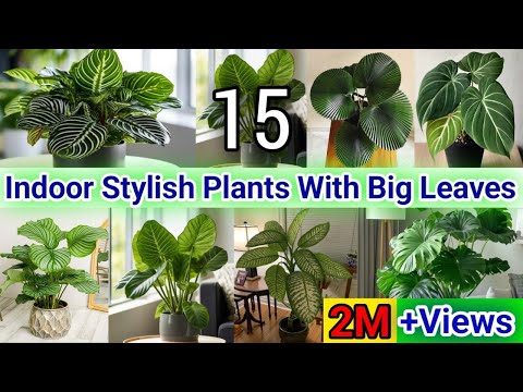 15 Indoor Stylish Plants with Big Leaves | Big Leaf Indoor Plants |  Low-Maintenance Indoor Plants