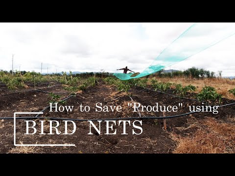 How to Save "Produce" on the farm from the Birds using Bird Nets #farmlife