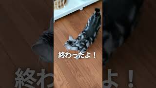 猫が喋った日本語　