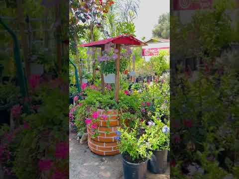 I visited a nursery where the succulents were cheap and found a lot of roses🌹😊🏠